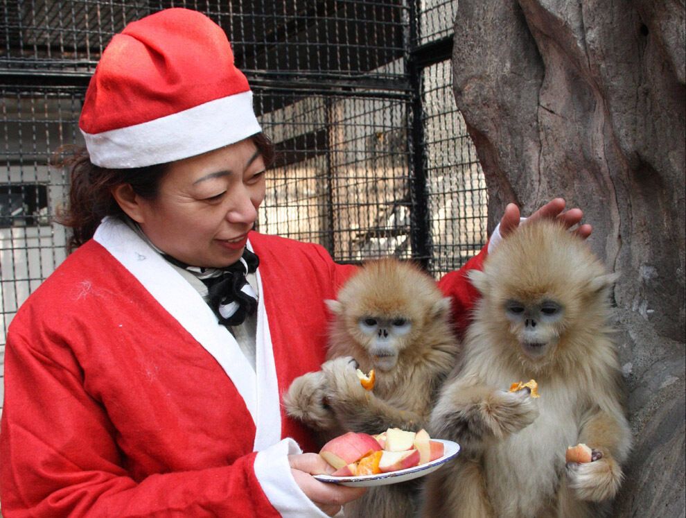 20 очаровательных животных, которые уже отмечают Новый год