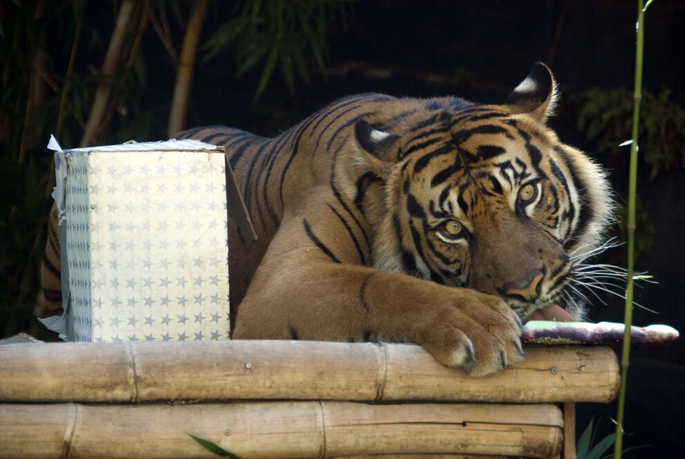 20 очаровательных животных, которые уже отмечают Новый год