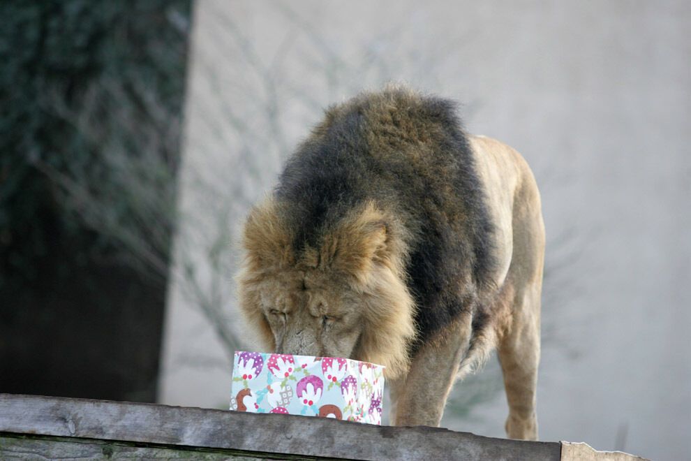 20 очаровательных животных, которые уже отмечают Новый год