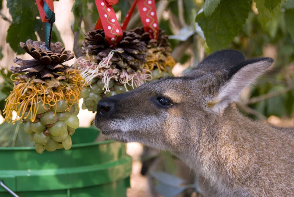 20 очаровательных животных, которые уже отмечают Новый год