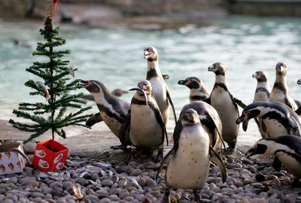 20 очаровательных животных, которые уже отмечают Новый год