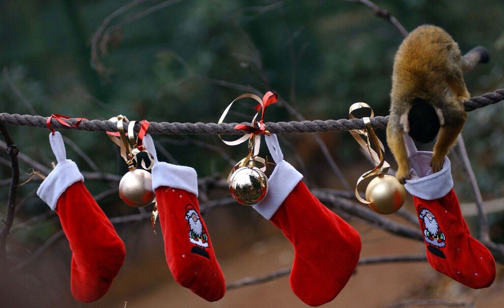 20 очаровательных животных, которые уже отмечают Новый год