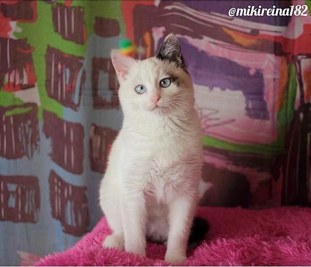 Милейшие косоглазые коты, чей изъян делает их уникальными