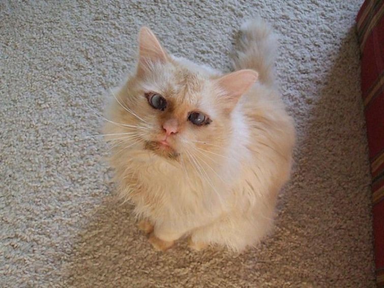 Милейшие косоглазые коты, чей изъян делает их уникальными