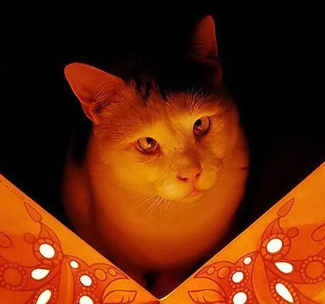 Милейшие косоглазые коты, чей изъян делает их уникальными