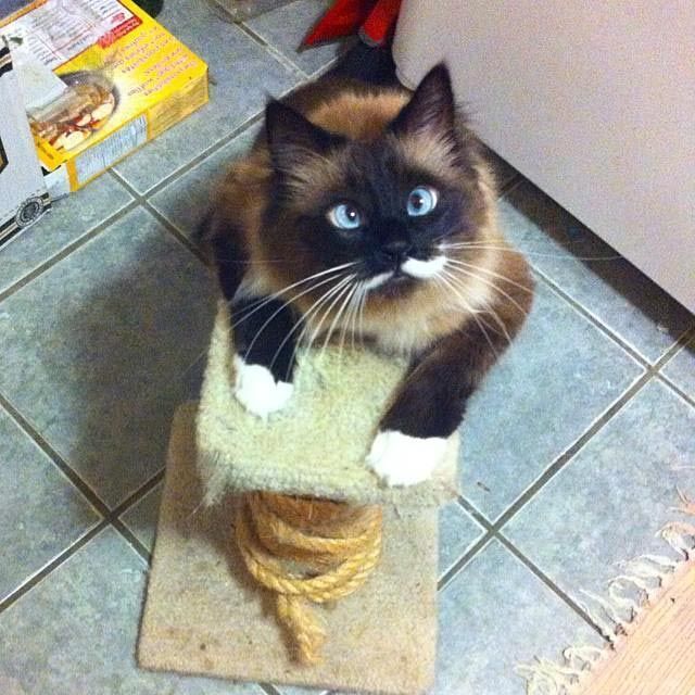 Милейшие косоглазые коты, чей изъян делает их уникальными