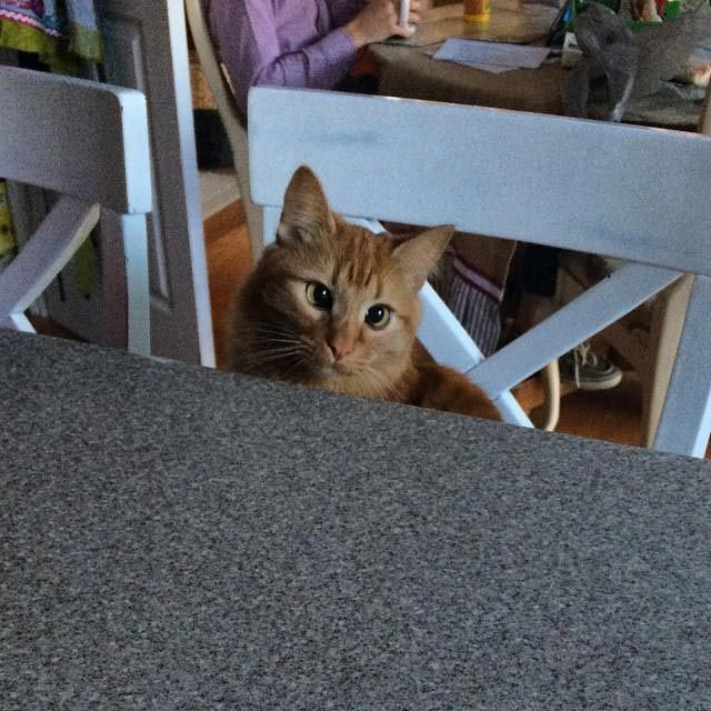 Милейшие косоглазые коты, чей изъян делает их уникальными
