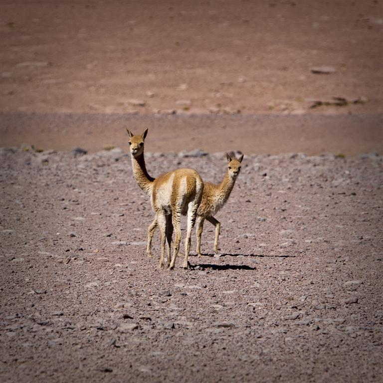 Самая сухая пустыня Земли