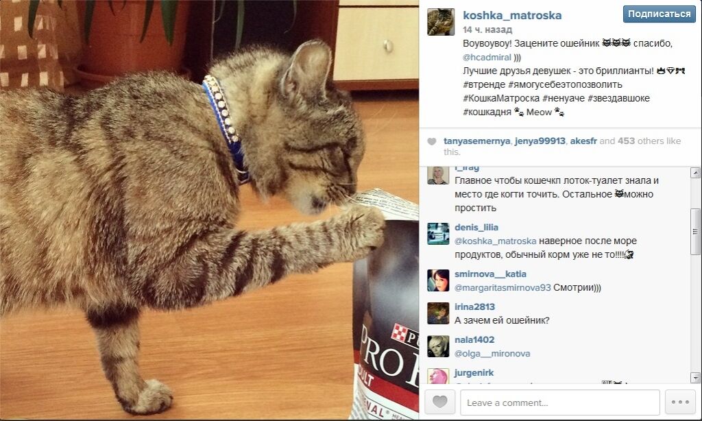 Знаменитой российской кошке-обжоре сделали маникюр в салоне красоты