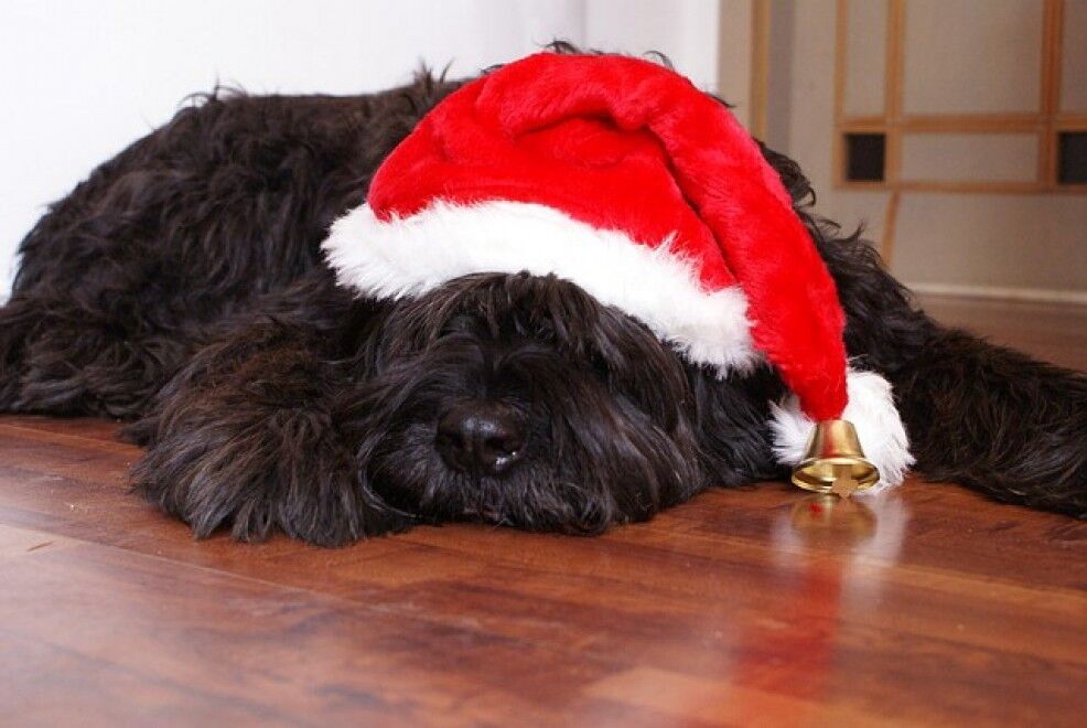 Рождество с улыбкой: как "украшают" собак и кошек к праздникам