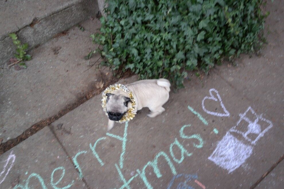 Рождество с улыбкой: как "украшают" собак и кошек к праздникам