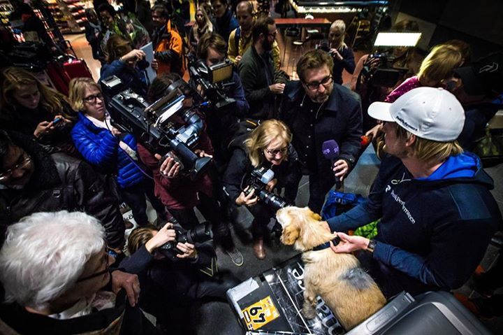 Трогательная история силы духа бродячего пса
