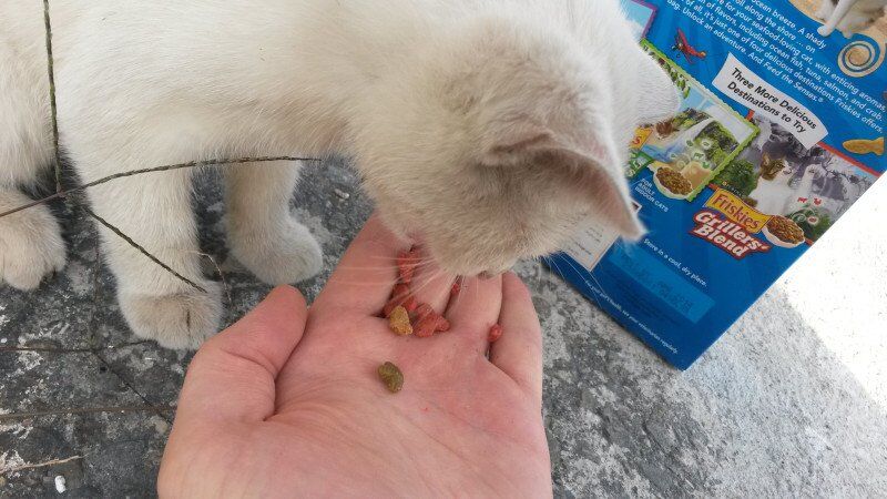 История о том, как спасенный разноглазый котенок изменил жизнь человека