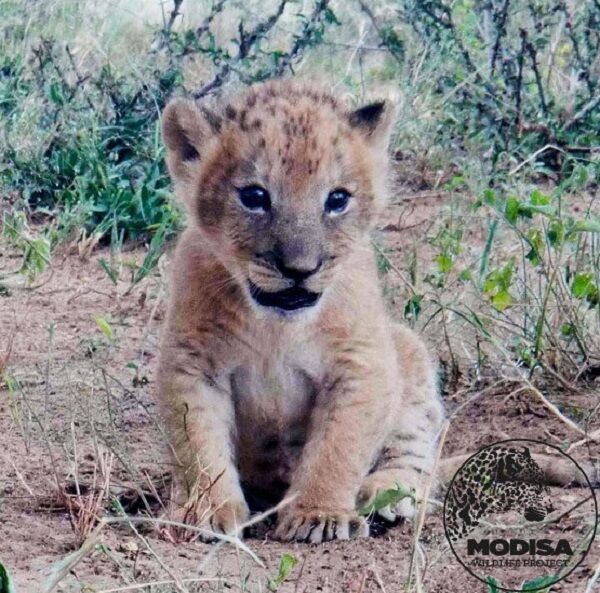 Восхитительная история о львице, которую в детстве спасли люди