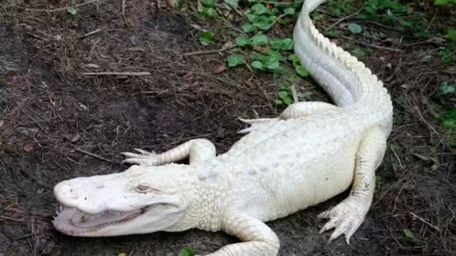 Животные самых неожиданных цветов: розовые дельфины и белоснежные белки