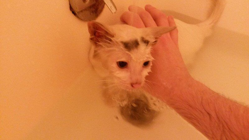 История о том, как спасенный разноглазый котенок изменил жизнь человека