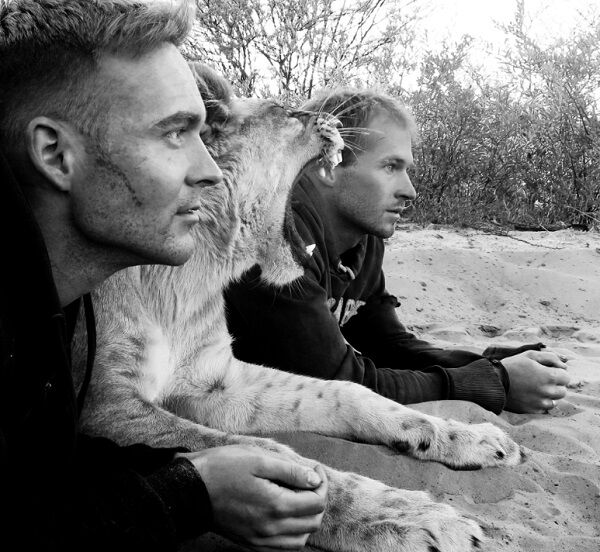 Восхитительная история о львице, которую в детстве спасли люди