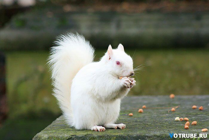 Животные самых неожиданных цветов: розовые дельфины и белоснежные белки