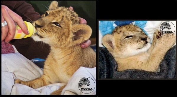 Восхитительная история о львице, которую в детстве спасли люди