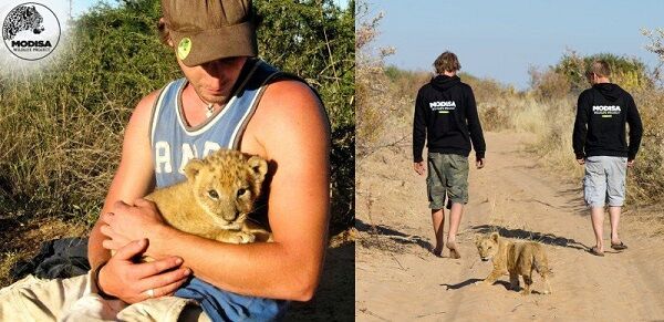 Восхитительная история о львице, которую в детстве спасли люди