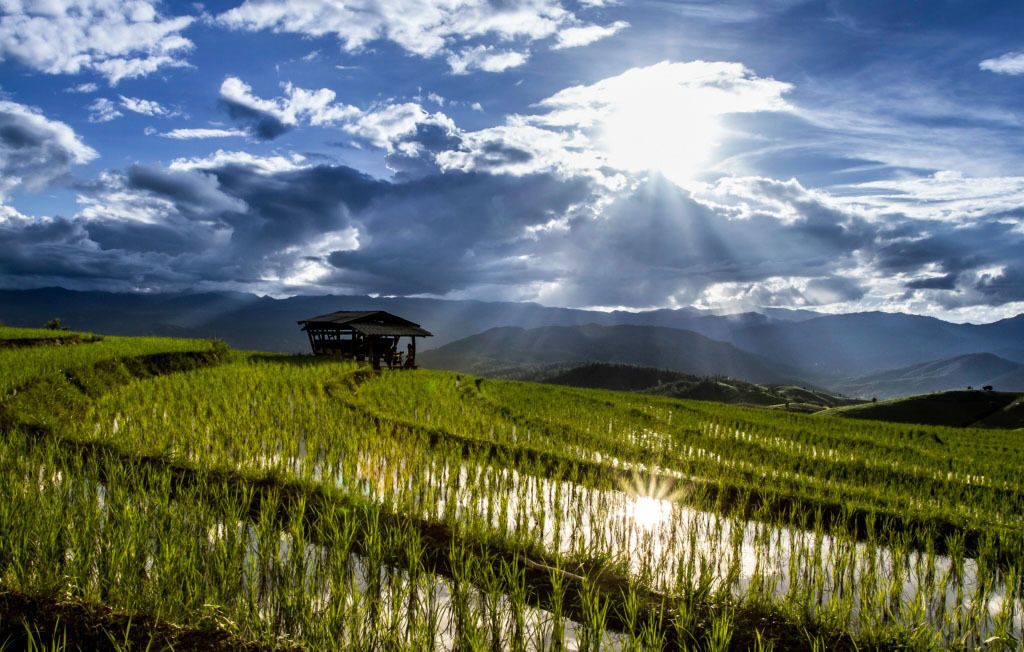 Восхитительные рисовые террасы Таиланда 