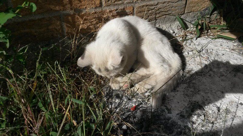 История о том, как спасенный разноглазый котенок изменил жизнь человека