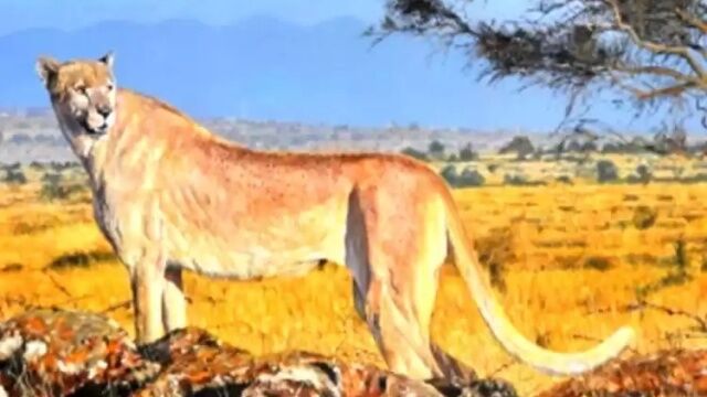 Животные самых неожиданных цветов: розовые дельфины и белоснежные белки