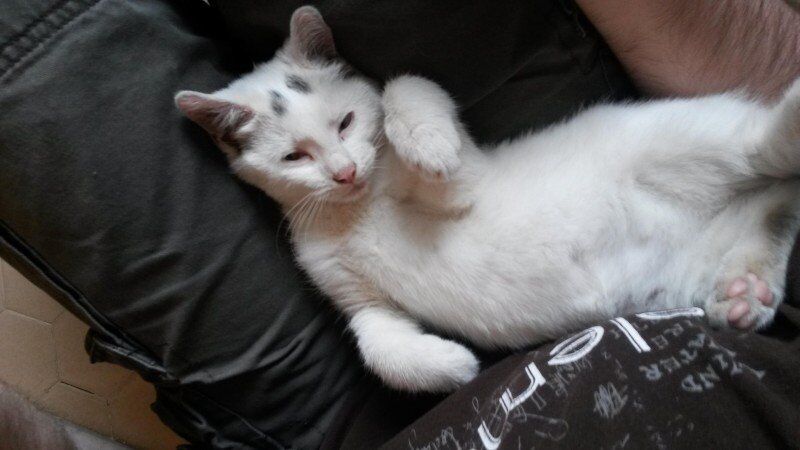 История о том, как спасенный разноглазый котенок изменил жизнь человека