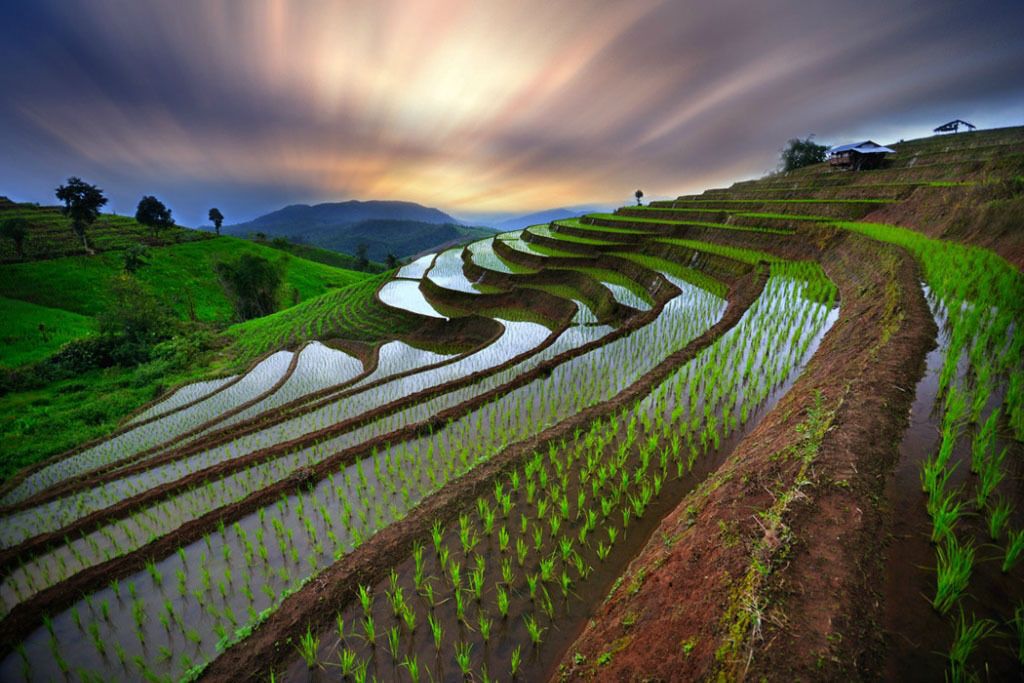 Восхитительные рисовые террасы Таиланда 