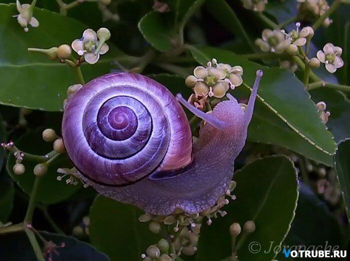 Животные самых неожиданных цветов: розовые дельфины и белоснежные белки