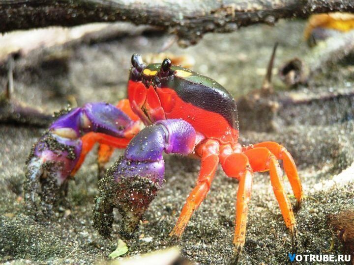 Животные самых неожиданных цветов: розовые дельфины и белоснежные белки