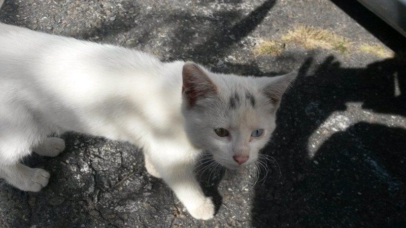 История о том, как спасенный разноглазый котенок изменил жизнь человека