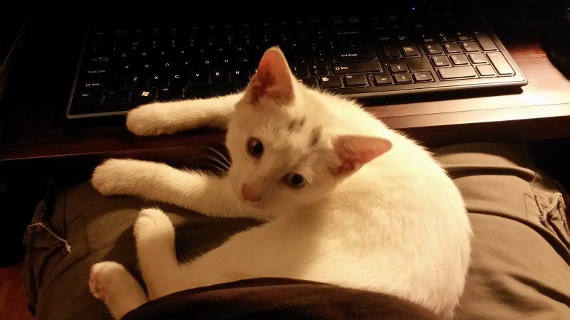 История о том, как спасенный разноглазый котенок изменил жизнь человека