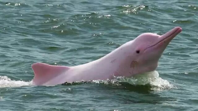 Животные самых неожиданных цветов: розовые дельфины и белоснежные белки