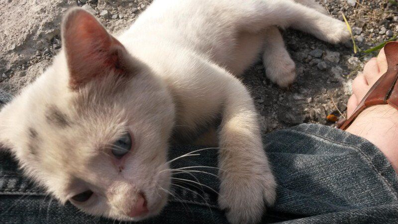 История о том, как спасенный разноглазый котенок изменил жизнь человека