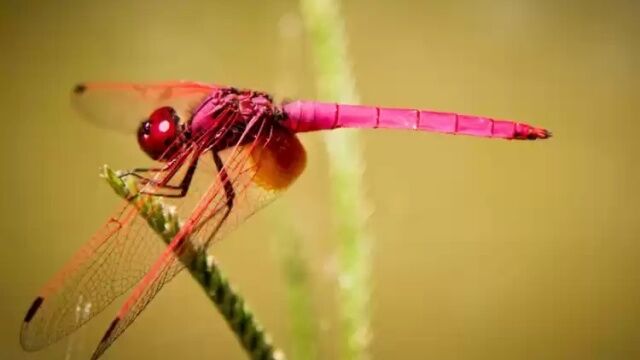Животные самых неожиданных цветов: розовые дельфины и белоснежные белки