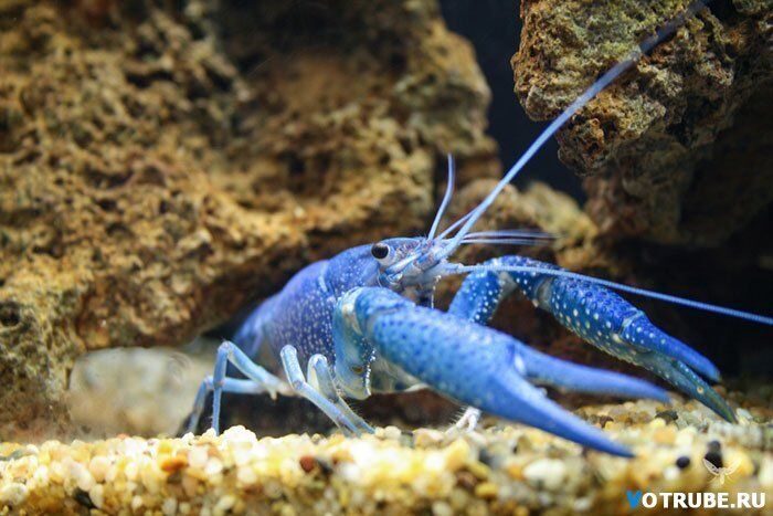 Животные самых неожиданных цветов: розовые дельфины и белоснежные белки