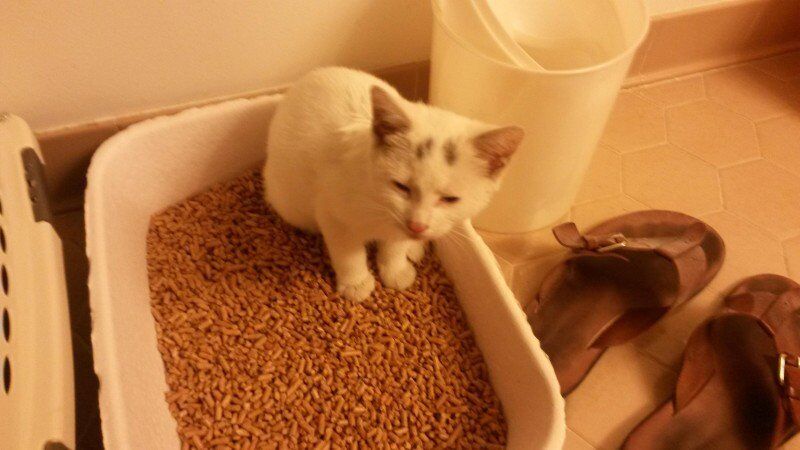 История о том, как спасенный разноглазый котенок изменил жизнь человека