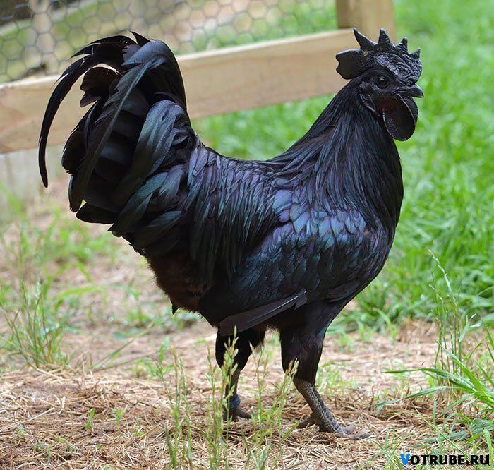 Животные самых неожиданных цветов: розовые дельфины и белоснежные белки