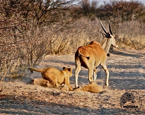 Восхитительная история о львице, которую в детстве спасли люди
