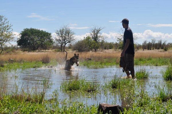 Восхитительная история о львице, которую в детстве спасли люди