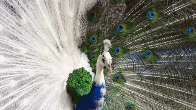 Животные самых неожиданных цветов: розовые дельфины и белоснежные белки