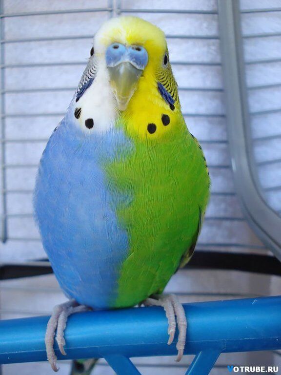 Животные самых неожиданных цветов: розовые дельфины и белоснежные белки