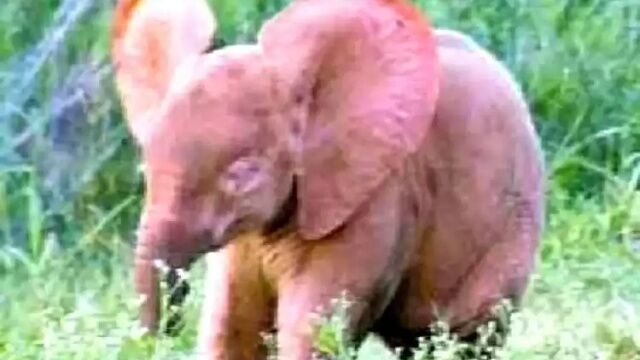 Животные самых неожиданных цветов: розовые дельфины и белоснежные белки