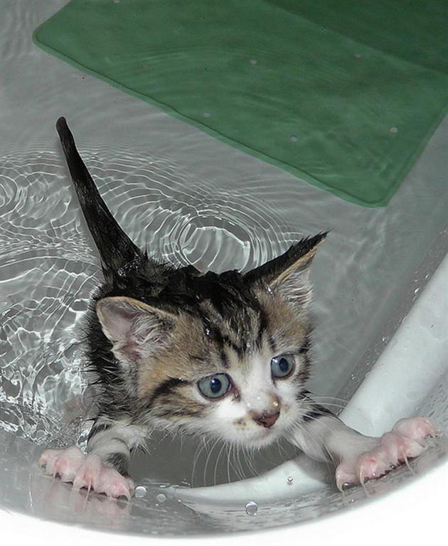 20 мокрых котиков: они высохнут и отомстят