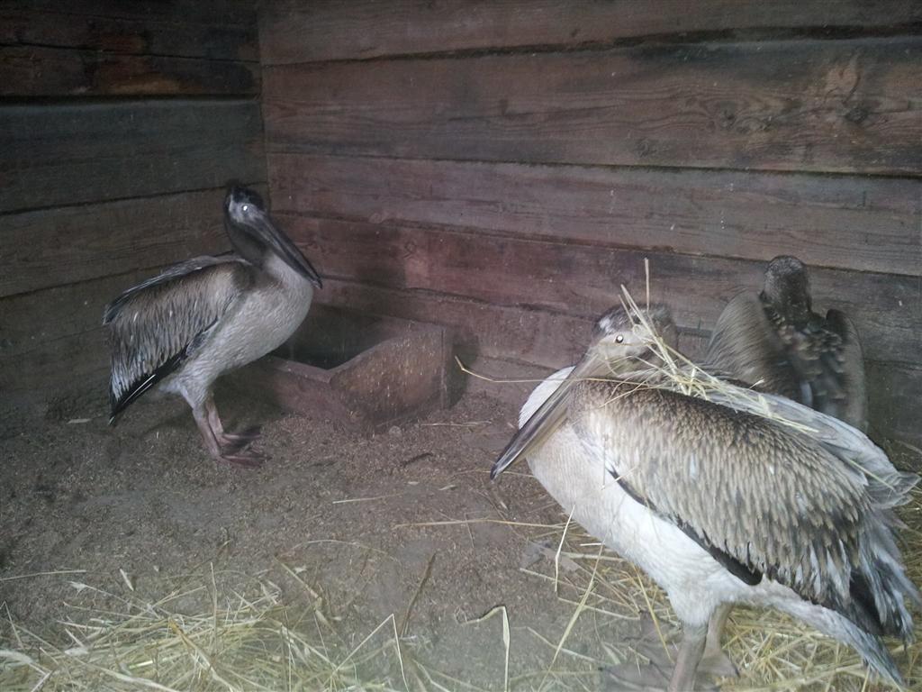 На речке под Житомиром спасли замерзающих розовых пеликанов