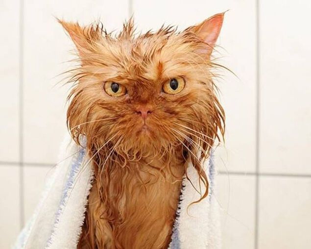 20 мокрых котиков: они высохнут и отомстят