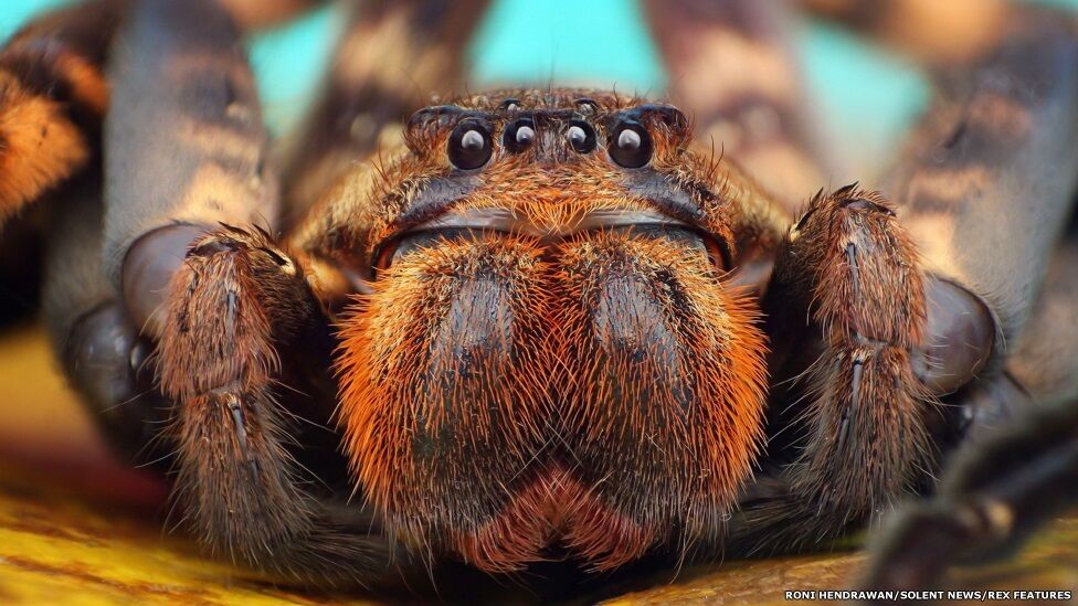 Страшная красота: пауки вблизи