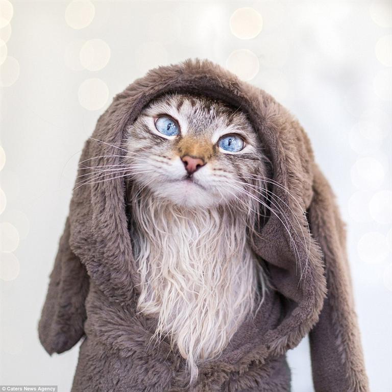 14 маскарадных костюмов самой милой пары котов в Instagram
