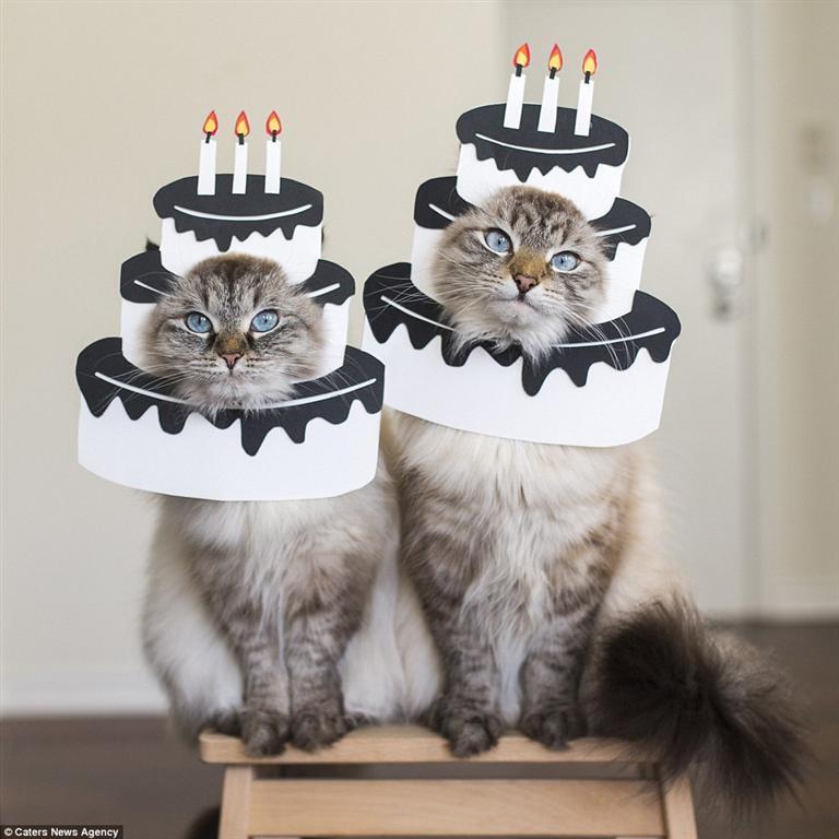 14 маскарадных костюмов самой милой пары котов в Instagram